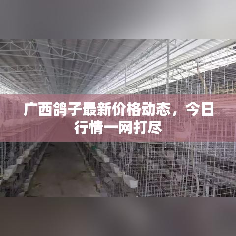 广西鸽子最新价格动态，今日行情一网打尽