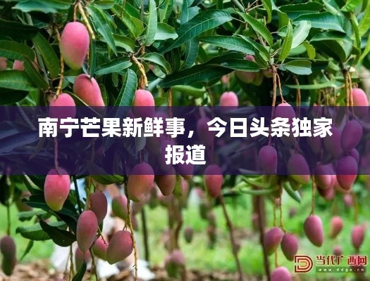 南宁芒果新鲜事，今日头条独家报道