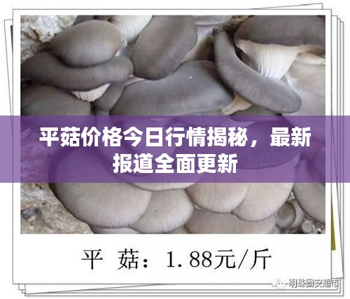 平菇价格今日行情揭秘，最新报道全面更新