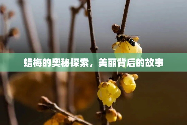蜡梅的奥秘探索，美丽背后的故事