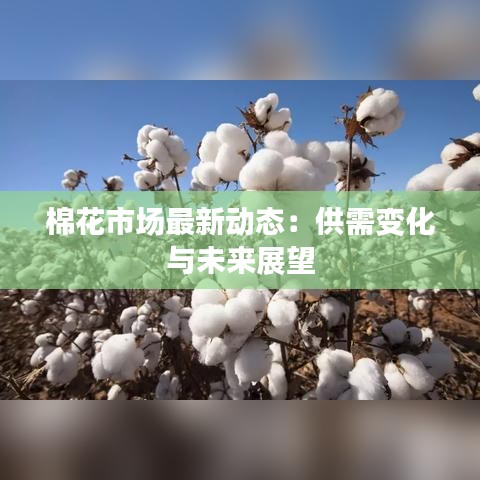 棉花市场最新动态：供需变化与未来展望