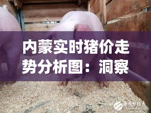 内蒙实时猪价走势分析图：洞察市场动态，把握养殖商机