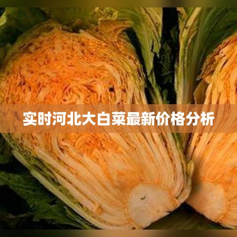 实时河北大白菜最新价格分析