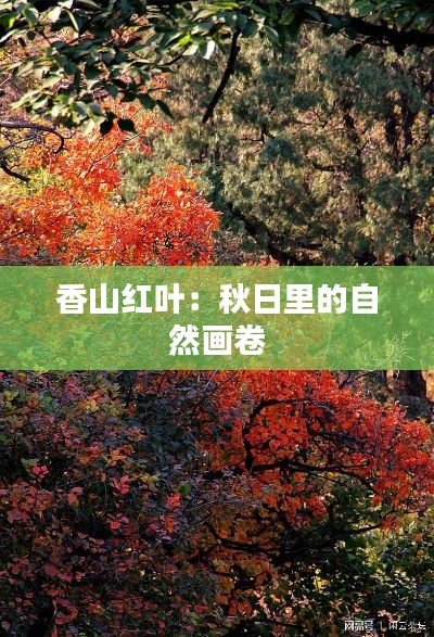 香山红叶：秋日里的自然画卷