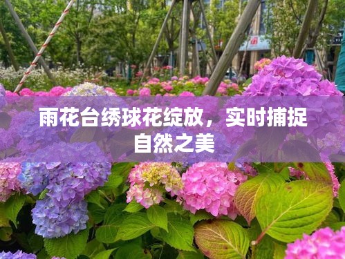 雨花台绣球花绽放，实时捕捉自然之美