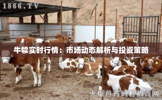 牛犊实时行情：市场动态解析与投资策略