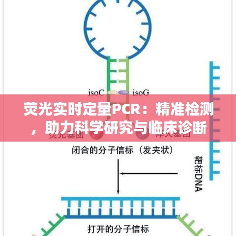 荧光实时定量PCR：精准检测，助力科学研究与临床诊断