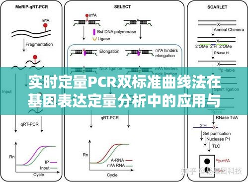 实时定量PCR双标准曲线法在基因表达定量分析中的应用与优化