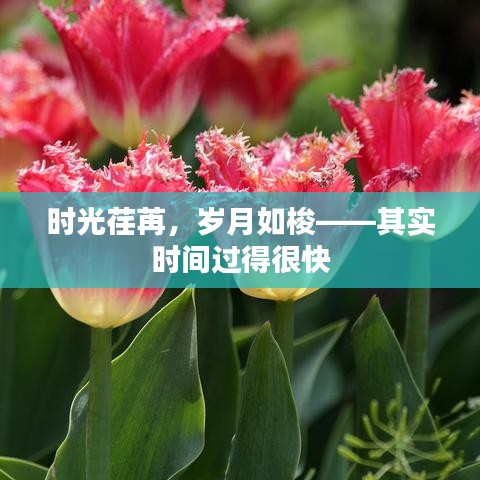 时光荏苒，岁月如梭——其实时间过得很快