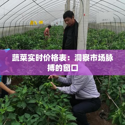 蔬菜实时价格表：洞察市场脉搏的窗口