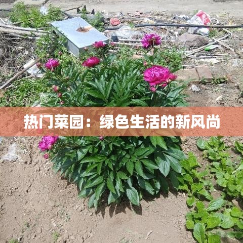 热门菜园：绿色生活的新风尚