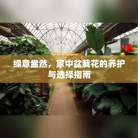 绿意盎然，家中盆栽花的养护与选择指南