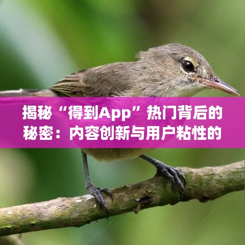 揭秘“得到App”热门背后的秘密：内容创新与用户粘性的完美结合