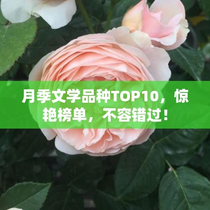 月季文学品种TOP10，惊艳榜单，不容错过！