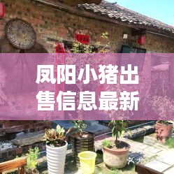 凤阳小猪出售信息最新价格：凤阳农家小院电话 