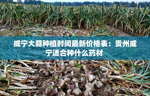 威宁大蒜种植时间最新价格表：贵州威宁适合种什么药材 