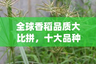 全球香稻品质大比拼，十大品种上榜！