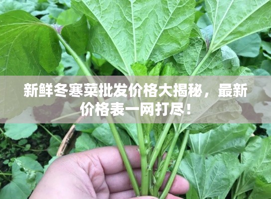 新鲜冬寒菜批发价格大揭秘，最新价格表一网打尽！