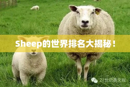 Sheep的世界排名大揭秘！