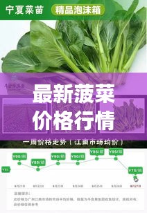 最新菠菜价格行情报告，今日市场走势一网打尽！