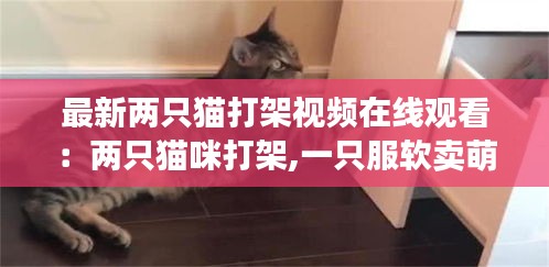 最新两只猫打架视频在线观看：两只猫咪打架,一只服软卖萌一只懵圈呆住,太搞笑了 