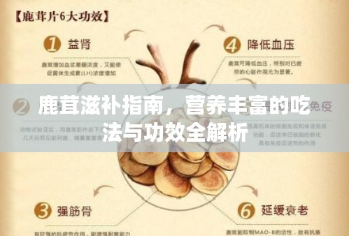 鹿茸滋补指南，营养丰富的吃法与功效全解析