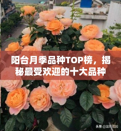 阳台月季品种TOP榜，揭秘最受欢迎的十大品种！