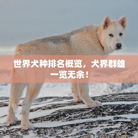 世界犬种排名概览，犬界群雄一览无余！