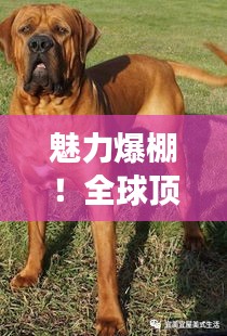 魅力爆棚！全球顶级大型猛犬排名前十，震撼榜单！