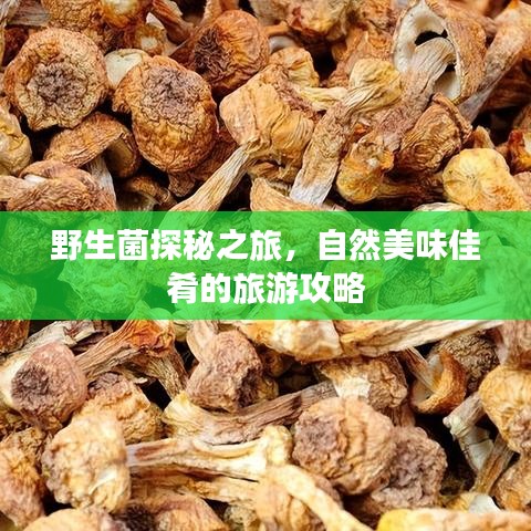 野生菌探秘之旅，自然美味佳肴的旅游攻略