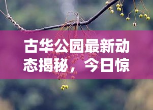 古华公园最新动态揭秘，今日惊喜连连，不容错过！