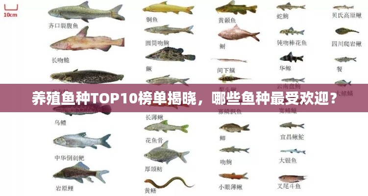 养殖鱼种TOP10榜单揭晓，哪些鱼种最受欢迎？