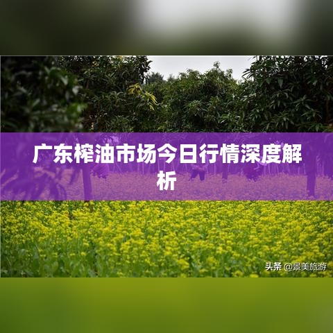 广东榨油市场今日行情深度解析