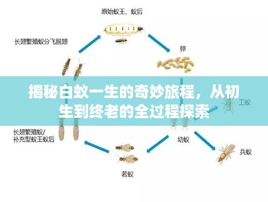 揭秘白蚁一生的奇妙旅程，从初生到终老的全过程探索