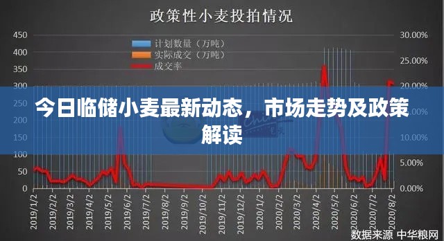 今日临储小麦最新动态，市场走势及政策解读