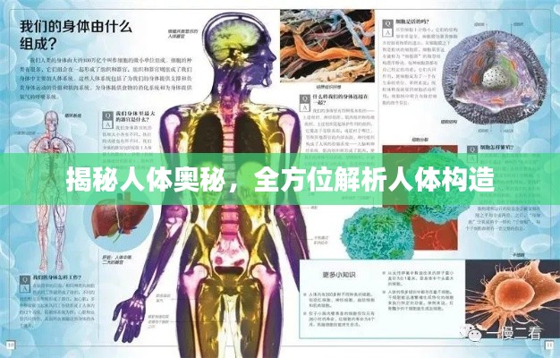 揭秘人体奥秘，全方位解析人体构造