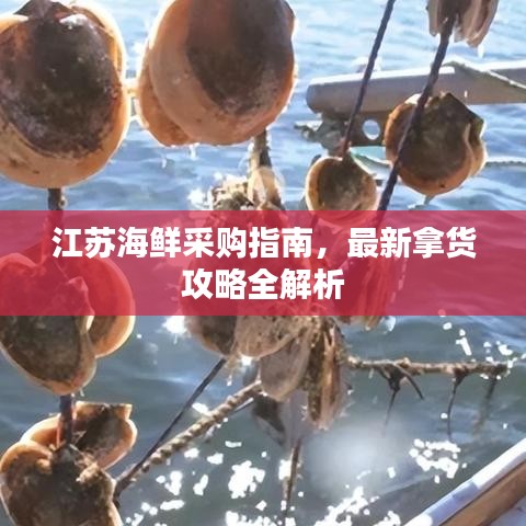 江苏海鲜采购指南，最新拿货攻略全解析