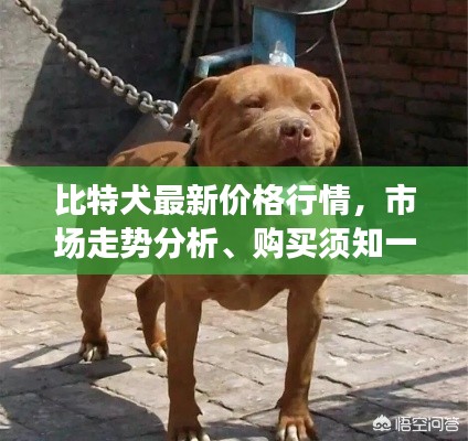 比特犬最新价格行情，市场走势分析、购买须知一网打尽