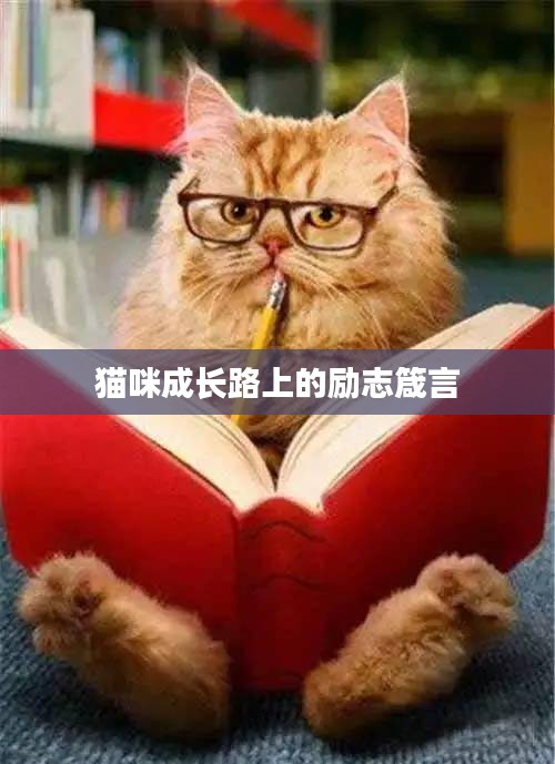 猫咪成长路上的励志箴言