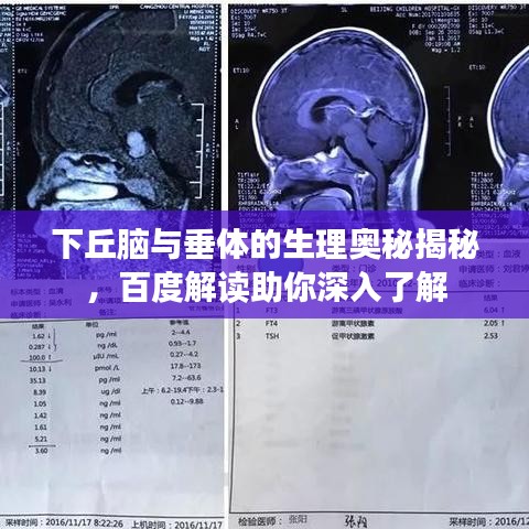 下丘脑与垂体的生理奥秘揭秘，百度解读助你深入了解