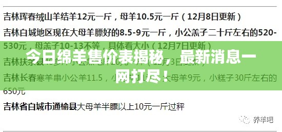 今日绵羊售价表揭秘，最新消息一网打尽！