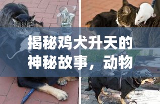 揭秘鸡犬升天的神秘故事，动物背后的真相揭秘