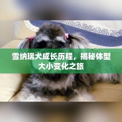 雪纳瑞犬成长历程，揭秘体型大小变化之旅