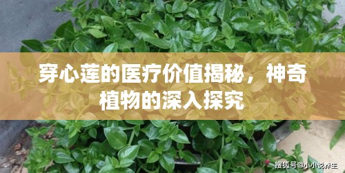 穿心莲的医疗价值揭秘，神奇植物的深入探究