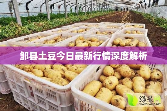 邹县土豆今日最新行情深度解析