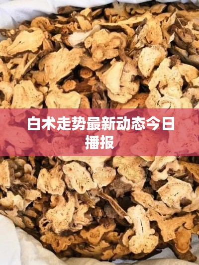 白术走势最新动态今日播报