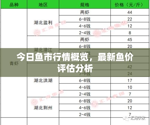 今日鱼市行情概览，最新鱼价评估分析