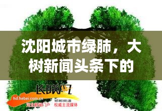 沈阳城市绿肺，大树新闻头条下的成长与变迁