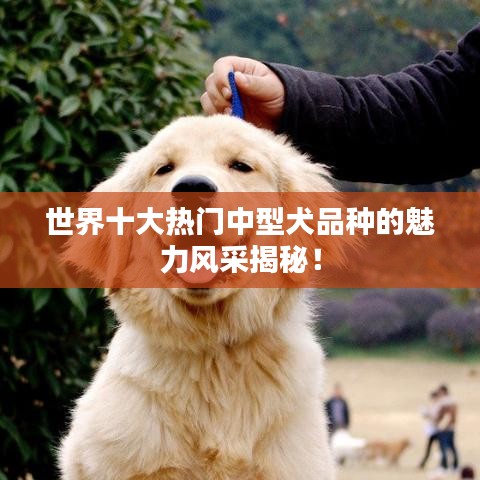 世界十大热门中型犬品种的魅力风采揭秘！