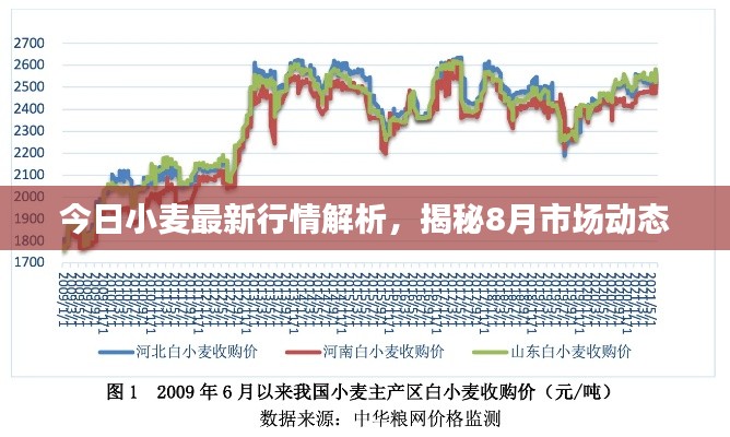 今日小麦最新行情解析，揭秘8月市场动态
